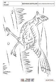 roadrunner boyama sayfaları